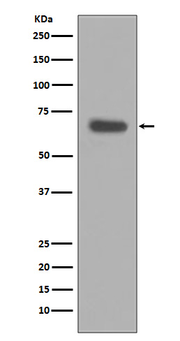1 - Anti-pro Caspase 10 Rabbit Monoclonal Antibody ABO14192