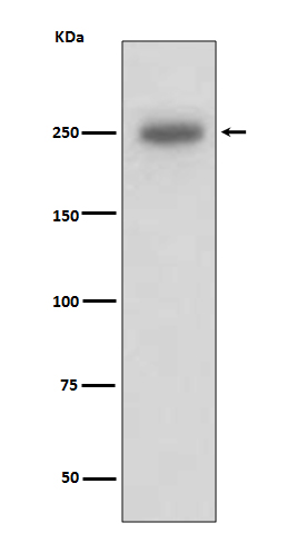 1 - Anti-Laminin beta 1 LAMB1 Rabbit Monoclonal Antibody ABO14196