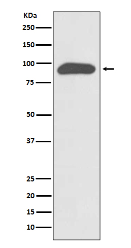 1 - Anti-Chromogranin A CHGA Rabbit Monoclonal Antibody ABO14197