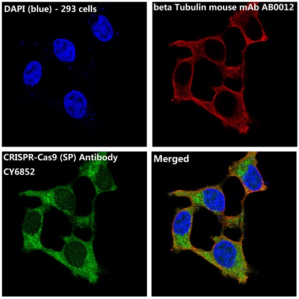 3 - Anti-CRISPR-Cas9 SP Rabbit Monoclonal Antibody ABO14199