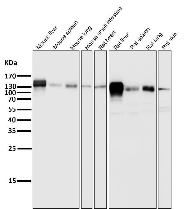 1 - Anti-Integrin beta 1 ITGB1 Rabbit Monoclonal Antibody ABO14201