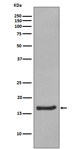 1 - Anti-Alpha Synuclein SNCA Rabbit Monoclonal Antibody ABO14203