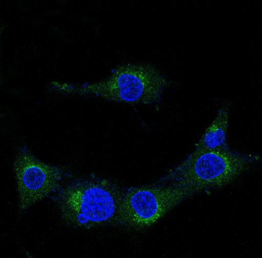 3 - Anti-Amyloid beta A4 APP Rabbit Monoclonal Antibody ABO14205