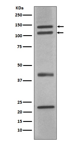 1 - Anti-nNOS (neuronal) NOS1 Rabbit Monoclonal Antibody ABO14206