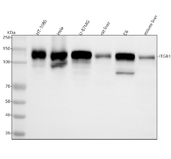 1 - Anti-Integrin beta 1 ITGB1 Rabbit Monoclonal Antibody ABO14209