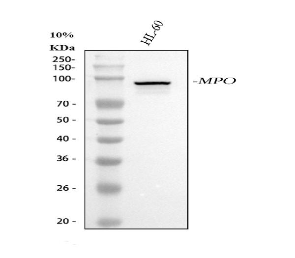 1 - Anti-Myeloperoxidase MPO Rabbit Monoclonal Antibody ABO14213