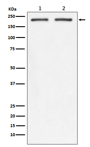 1 - Anti-Integrin beta 4 ITGB4 Rabbit Monoclonal Antibody ABO14215