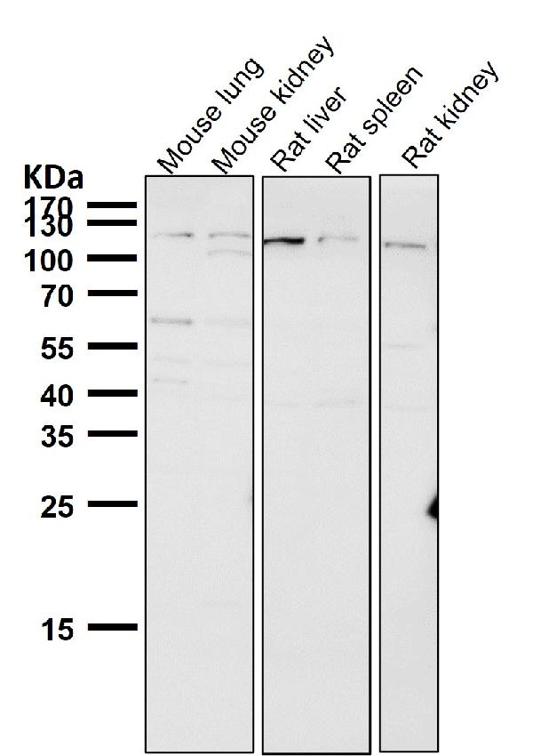1 - Anti-Leptin Receptor LEPR Rabbit Monoclonal Antibody ABO14218
