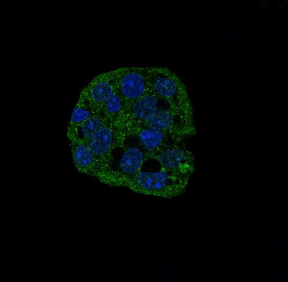 3 - Anti-active Caspase-3 CASP3 Rabbit Monoclonal Antibody ABO14221