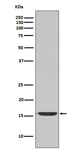 1 - Anti-active Caspase-3 CASP3 Rabbit Monoclonal Antibody ABO14221