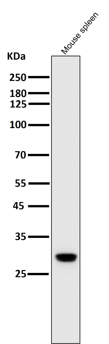 1 - Anti-Heme Oxygenase 1 HMOX1 Rabbit Monoclonal Antibody ABO14222