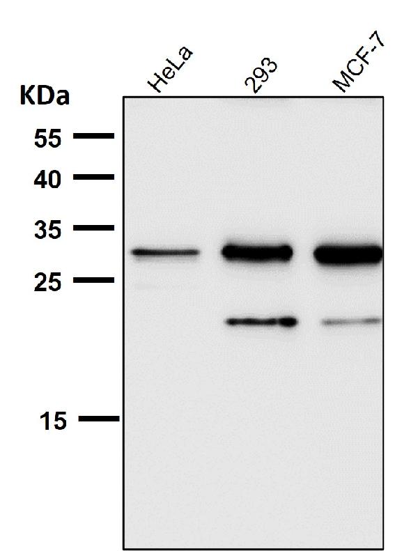 1 - Anti-Heme Oxygenase 1 HMOX1 Rabbit Monoclonal Antibody ABO14222