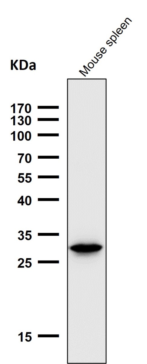 1 - Anti-Heme Oxygenase 1 HMOX1 Rabbit Monoclonal Antibody ABO14222