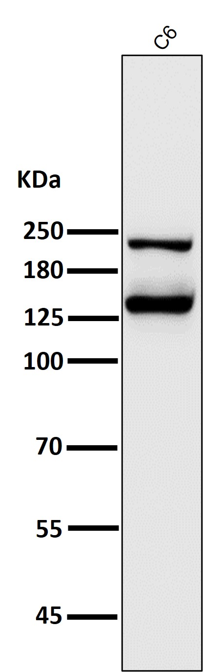 1 - Anti-Integrin alpha V ITGAV Rabbit Monoclonal Antibody ABO14223