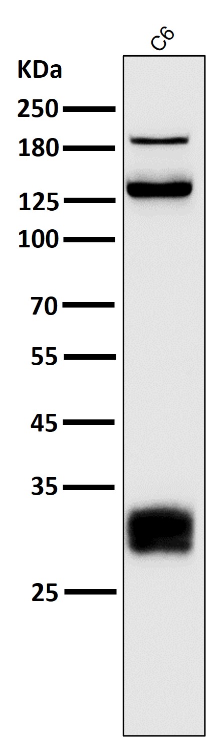 1 - Anti-Integrin alpha V ITGAV Rabbit Monoclonal Antibody ABO14223