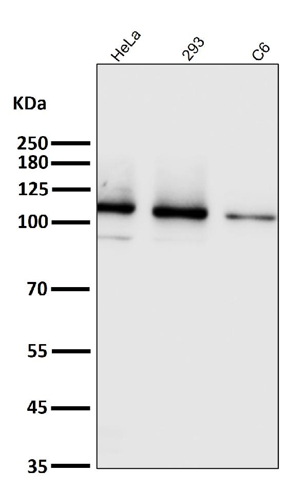 1 - Anti-Integrin alpha 2 ITGA2 Rabbit Monoclonal Antibody ABO14227