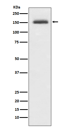 1 - Anti-Integrin alpha 4 ITGA4 Rabbit Monoclonal Antibody ABO14230