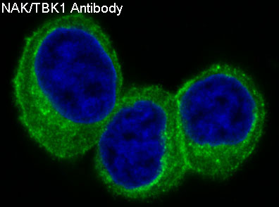 3 - Anti-NAK/TBK1 (N-term) Rabbit Monoclonal Antibody ABO14234