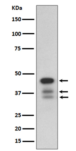 1 - Anti-cleaved Caspase-9 CASP9 Rabbit Monoclonal Antibody ABO14242