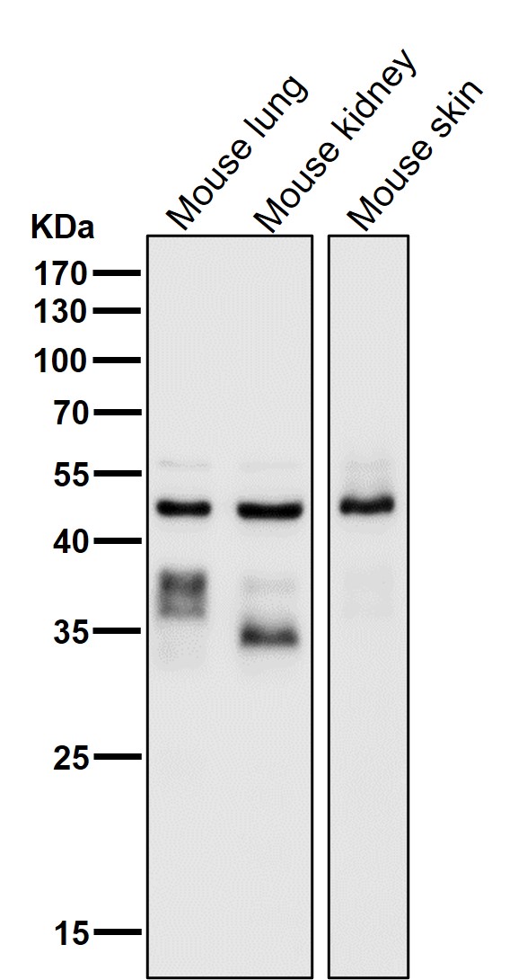 1 - Anti-cleaved Caspase-9 CASP9 Rabbit Monoclonal Antibody ABO14242