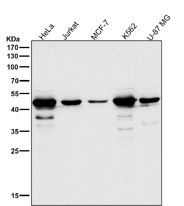 1 - Anti-cleaved Caspase-9 CASP9 Rabbit Monoclonal Antibody ABO14242