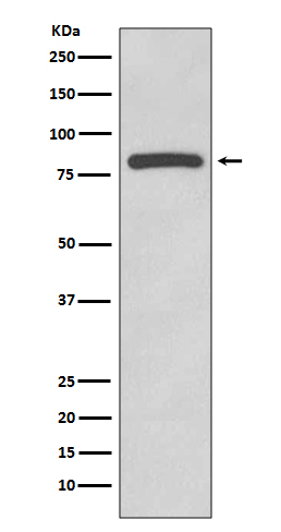 1 - Anti-Glycogen synthase GYS1 Rabbit Monoclonal Antibody ABO14243