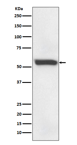 1 - Anti-58K Golgi protein Rabbit Monoclonal Antibody ABO14244