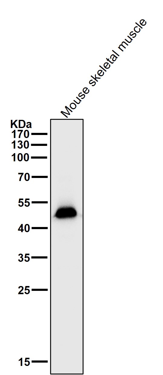 1 - Anti-alpha Sarcoglycan Rabbit Monoclonal Antibody ABO14249