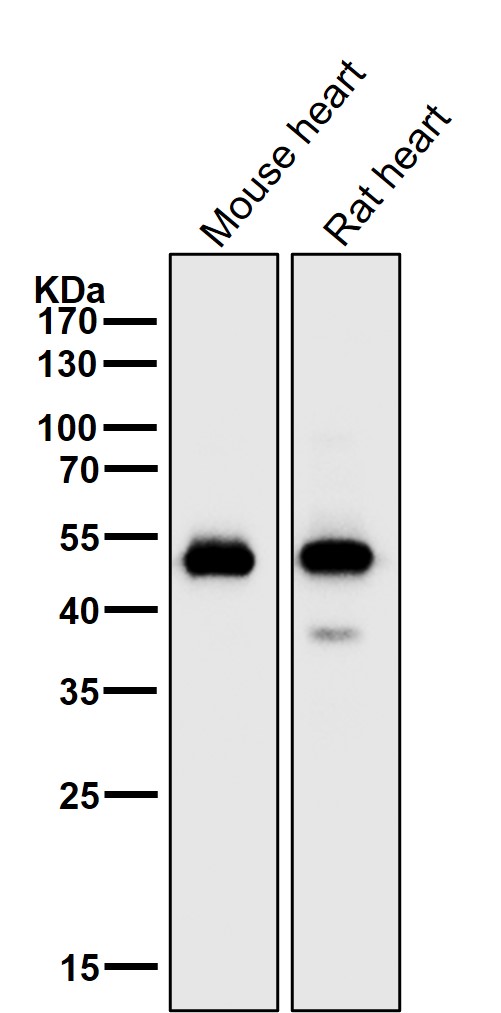 1 - Anti-alpha Sarcoglycan Rabbit Monoclonal Antibody ABO14249