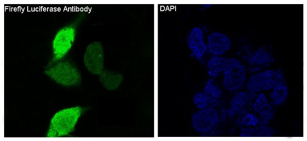3 - Anti-Firefly Luciferase Rabbit Monoclonal Antibody ABO14253