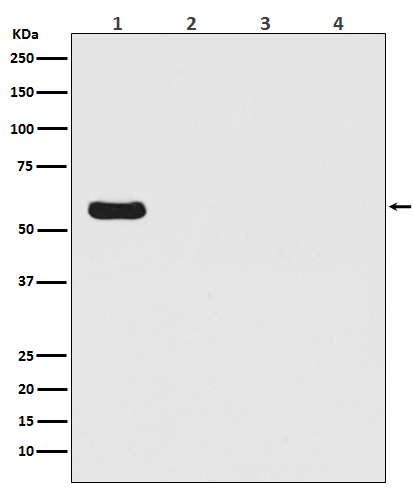 1 - Anti-Firefly Luciferase Rabbit Monoclonal Antibody ABO14253