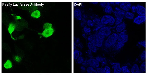 3 - Anti-Firefly Luciferase Rabbit Monoclonal Antibody ABO14254