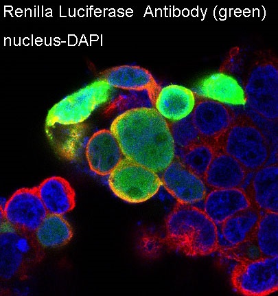 3 - Anti-Renilla Luciferase Rabbit Monoclonal Antibody ABO14255