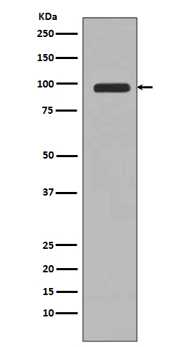 1 - Anti-PI 3 Kinase Class 3 PIK3C3 Rabbit Monoclonal Antibody ABO14263