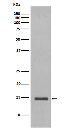 1 - Anti-Histone H2B (yeast) HIST1H2BC Rabbit Monoclonal Antibody ABO14265