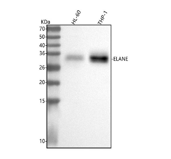 1 - Anti-Neutrophil Elastase ELANE Rabbit Monoclonal Antibody ABO14267