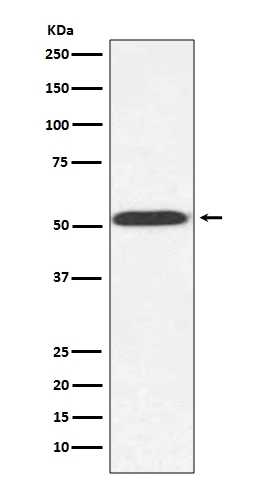1 - Anti-alpha Tubulin (yeast) TUB1 Rabbit Monoclonal Antibody ABO14268