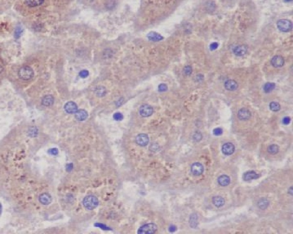 2 - Anti-Glutamine Synthetase GLUL Rabbit Monoclonal Antibody ABO14269