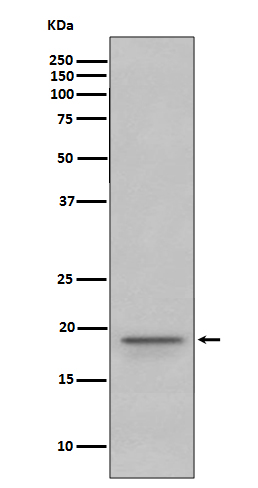 1 - Anti-Myelin Basic Protein MBP Rabbit Monoclonal Antibody ABO14277