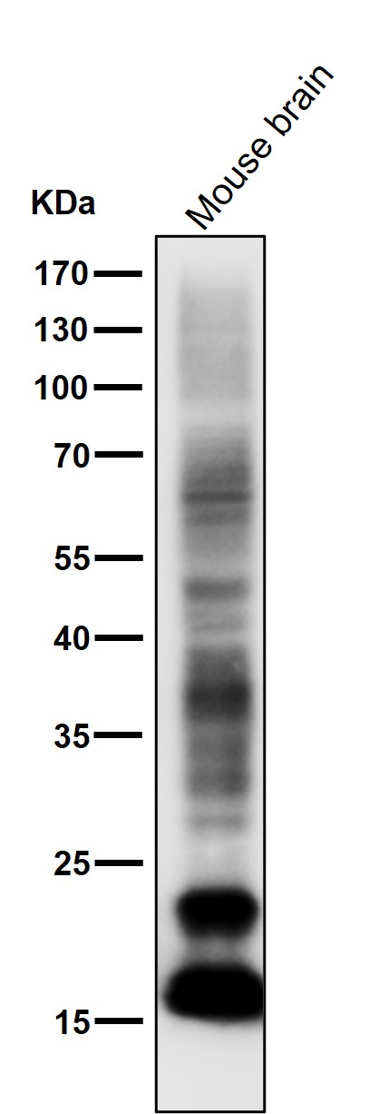 1 - Anti-Myelin Basic Protein MBP Rabbit Monoclonal Antibody ABO14277