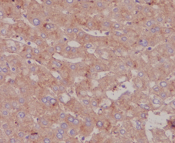 2 - Anti-Bovine Serum Albumin Rabbit Monoclonal Antibody ABO14278