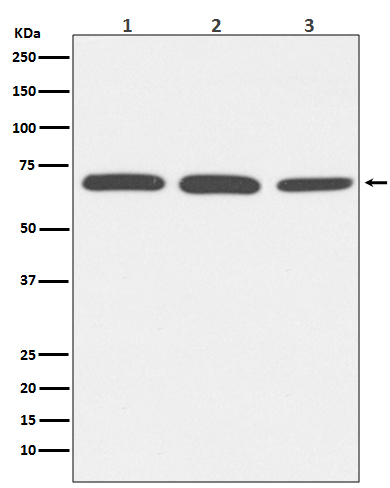 1 - Anti-Bovine Serum Albumin Rabbit Monoclonal Antibody ABO14278