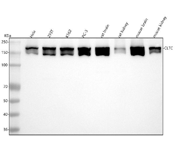 1 - Anti-Clathrin heavy chain Rabbit Monoclonal Antibody ABO14280