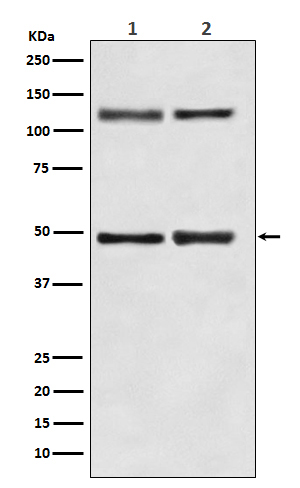 1 - Anti-NF-Kappa B (p105/p50) NFKB1 Rabbit Monoclonal Antibody ABO14282