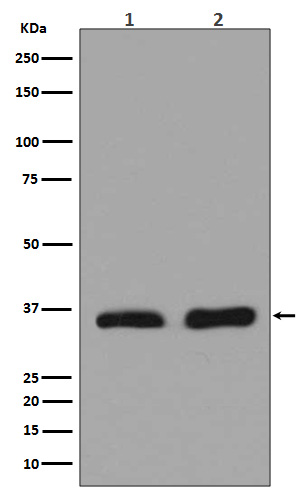 1 - Anti-Lactate Dehydrogenase LDHA Rabbit Monoclonal Antibody ABO14283