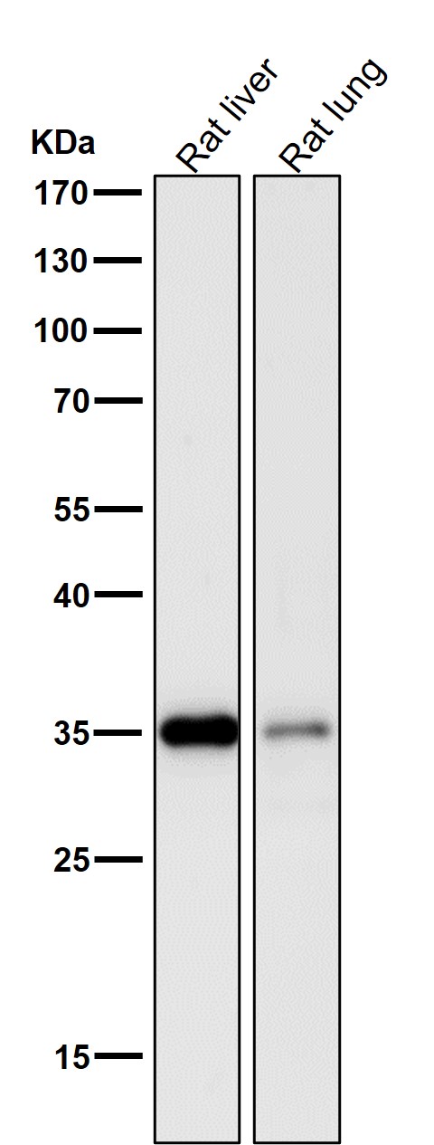 1 - Anti-Lactate Dehydrogenase LDHA Rabbit Monoclonal Antibody ABO14283