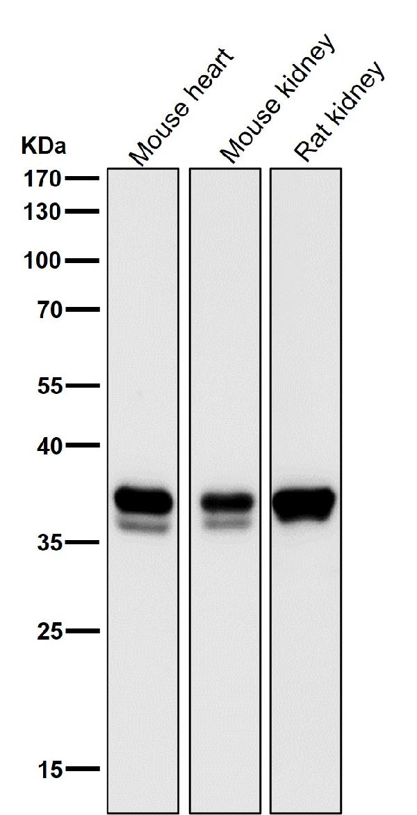 1 - Anti-Lactate Dehydrogenase LDHA Rabbit Monoclonal Antibody ABO14283