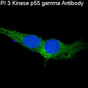 3 - Anti-PI 3 Kinase p55 gamma PIK3R3 Rabbit Monoclonal Antibody ABO14285