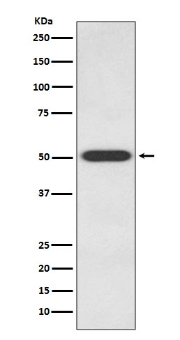 1 - Anti-Endothelin B Receptor EDNRB Rabbit Monoclonal Antibody ABO14287