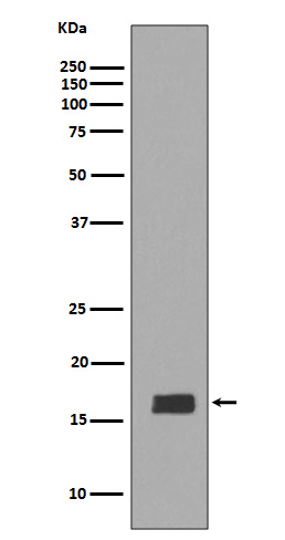 1 - Anti-alpha + beta Synuclein SNCA Rabbit Monoclonal Antibody ABO14290